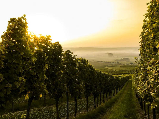 Das Terroir - Faktoren die den Charakter eines Weinbergs beeinflussen - Bisschen Mehr