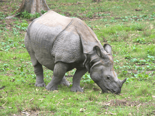 Ein Tag im Chitwan Nationalpark: Naturerlebnis in Nepal - Bisschen Mehr