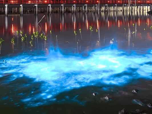 Biolumineszenz in der Laguna Grande in Puerto Rico: Ein Naturschauspiel der besonderen Art - Bisschen Mehr