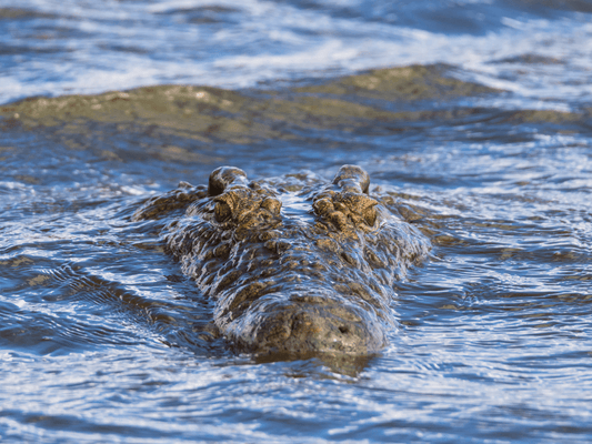 Eine Airboat-Tour in den Everglades: Ein Abenteuer in Floridas Wildnis - Bisschen Mehr