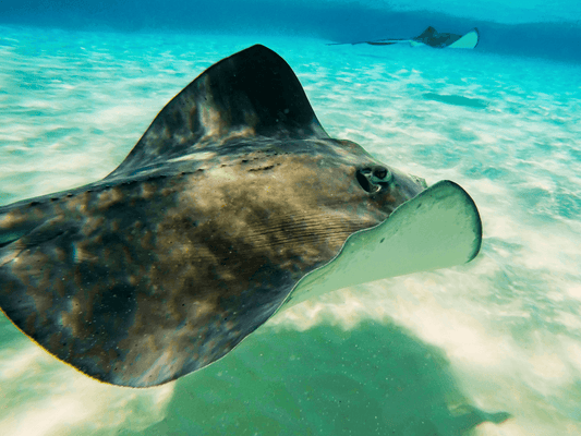 Mit sanften Riesen schwimmen: Ein unvergessliches Erlebnis auf St. John - Bisschen Mehr